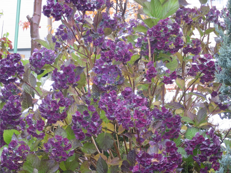 f:id:atarou:20161104063827j:image