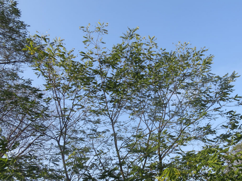 f:id:atarou:20161108071808j:image