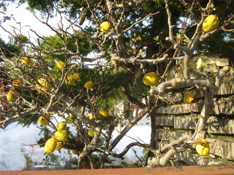 f:id:atarou:20161108071810j:image