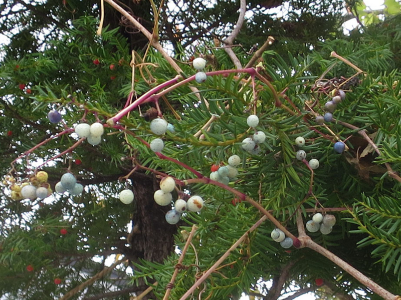 f:id:atarou:20161109065140j:image