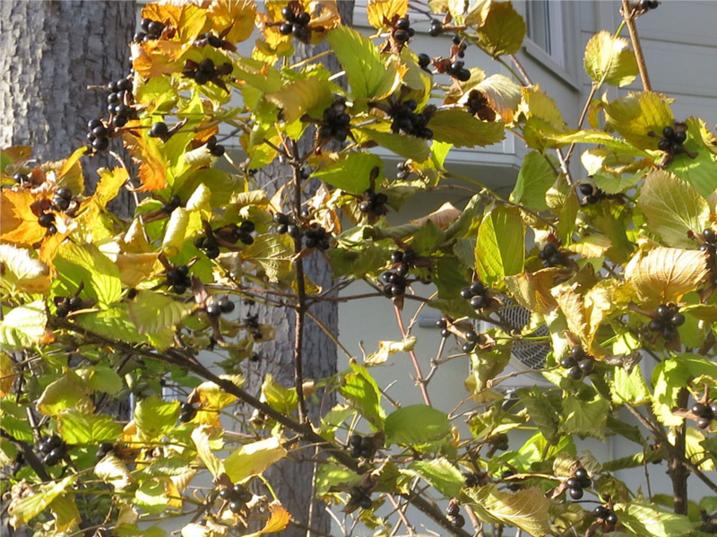 f:id:atarou:20161110065829j:image