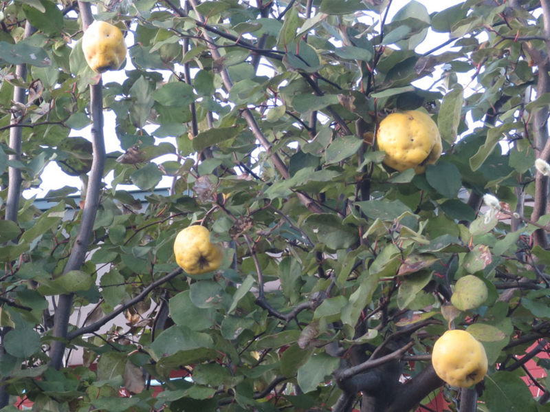f:id:atarou:20161113063410j:image