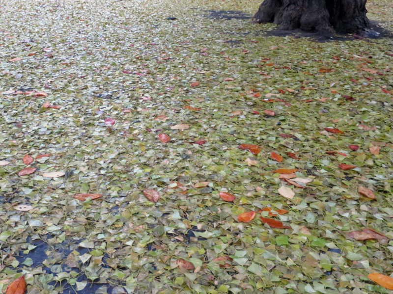 f:id:atarou:20161119064954j:image