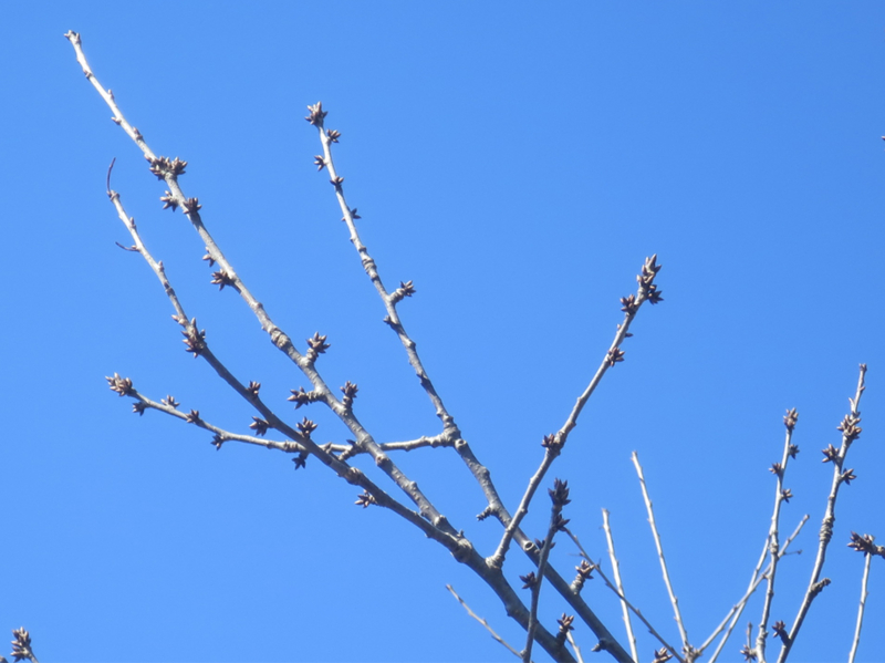f:id:atarou:20170320070236j:image f:id:atarou:20170320070236j:image