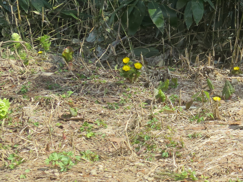 f:id:atarou:20170422065114j:image f:id:atarou:20170422065114j:image