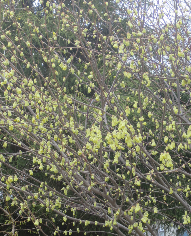 f:id:atarou:20170428063752j:image