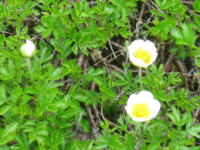 f:id:atarou:20170517063649j:image