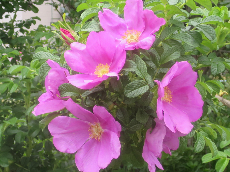 f:id:atarou:20170603070229j:image