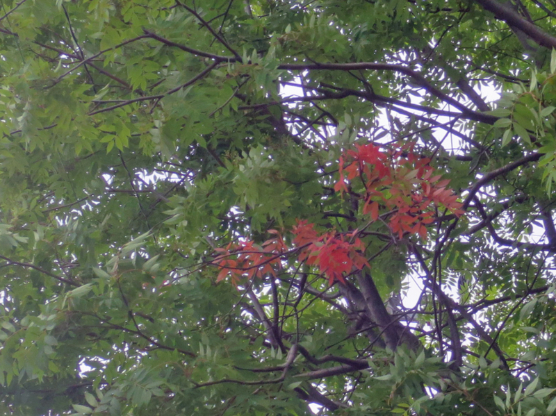 f:id:atarou:20170620070206j:image