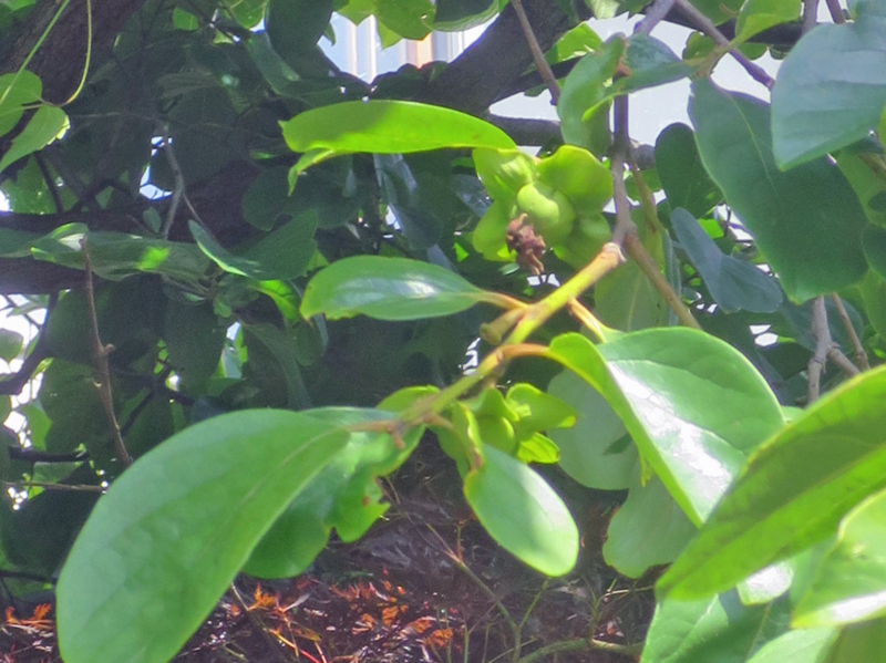 f:id:atarou:20170806070450j:image