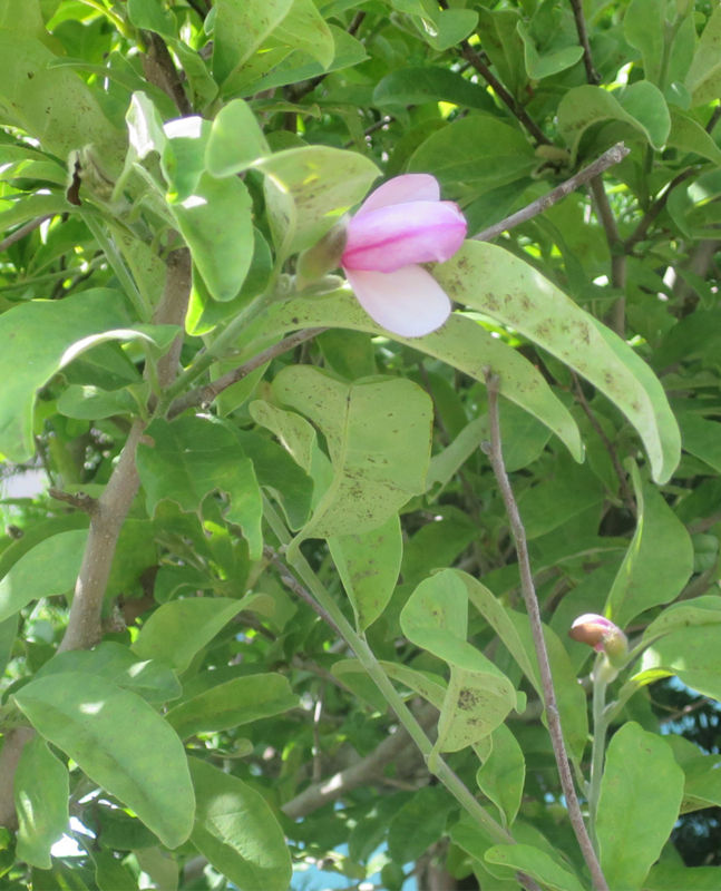 f:id:atarou:20170806071536j:image