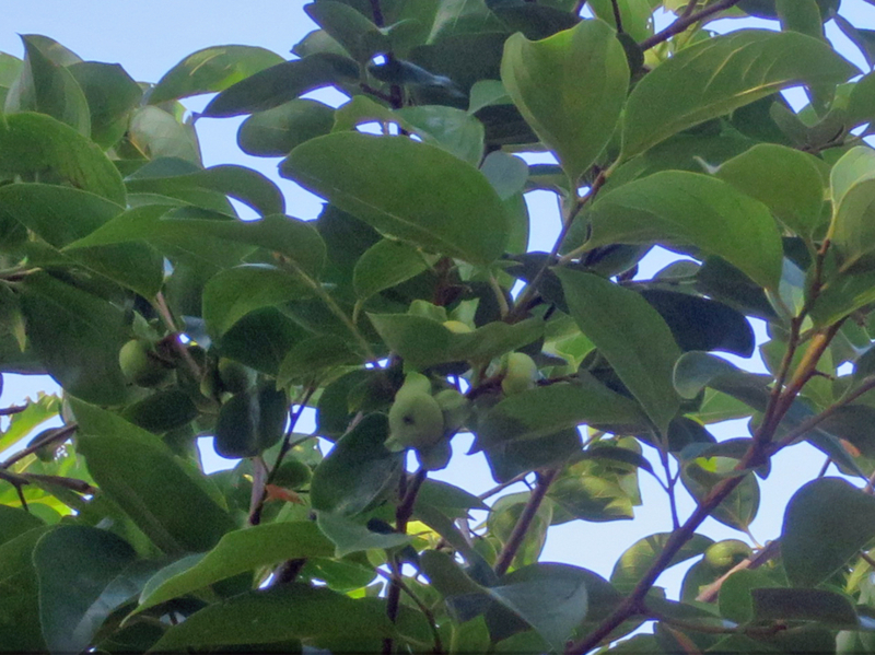 f:id:atarou:20170806072431j:image