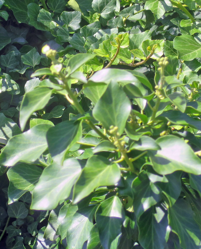 f:id:atarou:20170807062102j:image