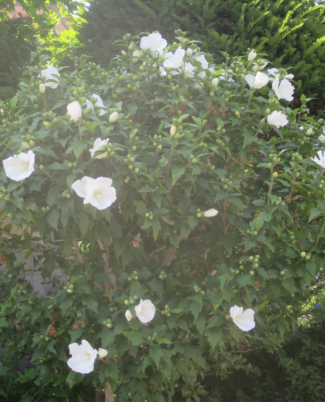 f:id:atarou:20170807064957j:image