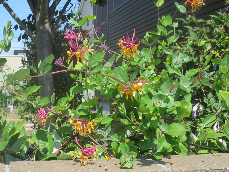 f:id:atarou:20170807065010j:image