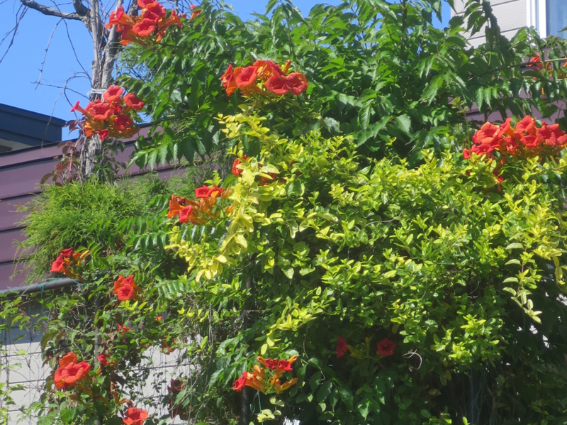 f:id:atarou:20170808064446j:image