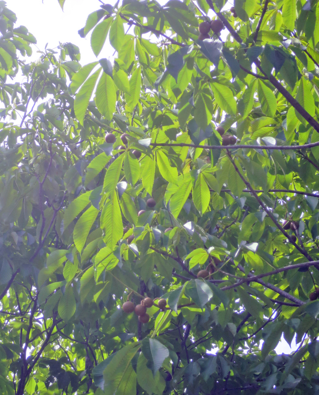 f:id:atarou:20170809063123j:image