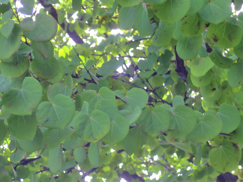 f:id:atarou:20170809064826j:image