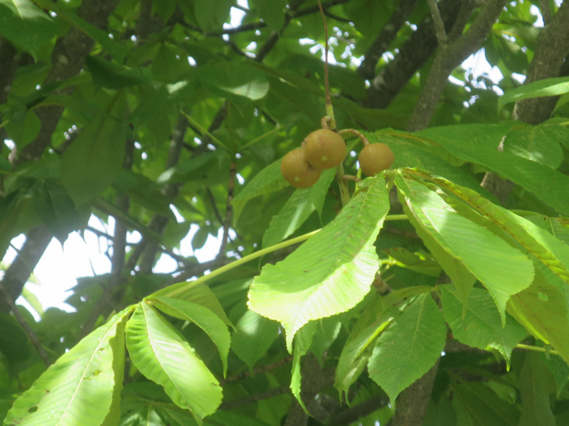 f:id:atarou:20170809064829j:image