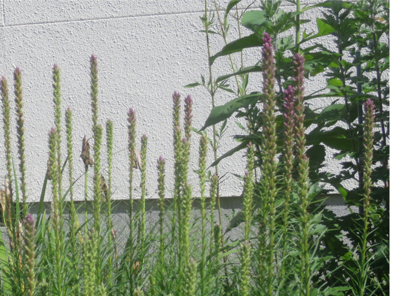 f:id:atarou:20170809071410j:image