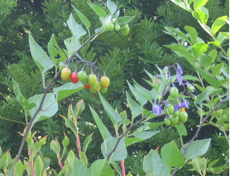 f:id:atarou:20170809071658j:image