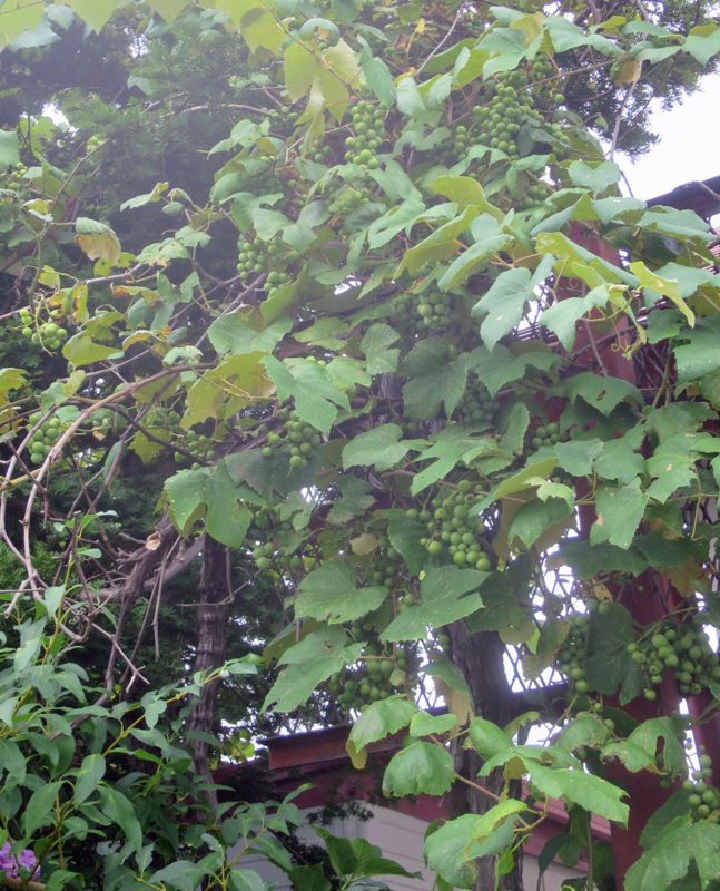 f:id:atarou:20170814065222j:image