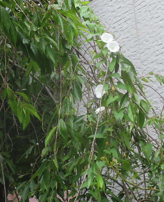 f:id:atarou:20170814065235j:image