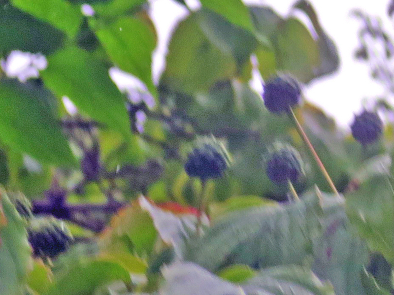 f:id:atarou:20170818065953j:image f:id:atarou:20170818065953j:image
