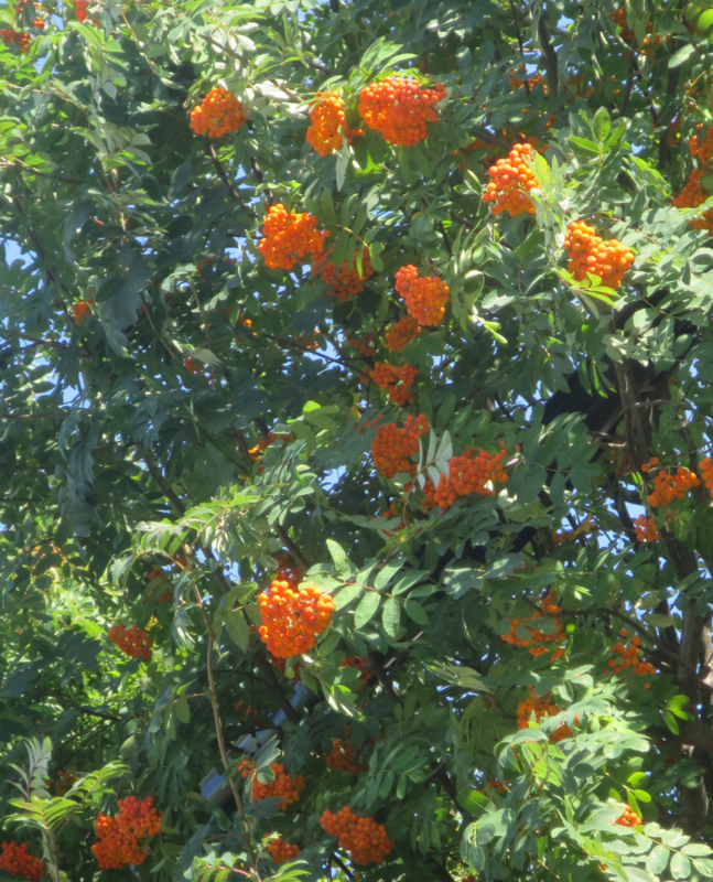 f:id:atarou:20170820063910j:image