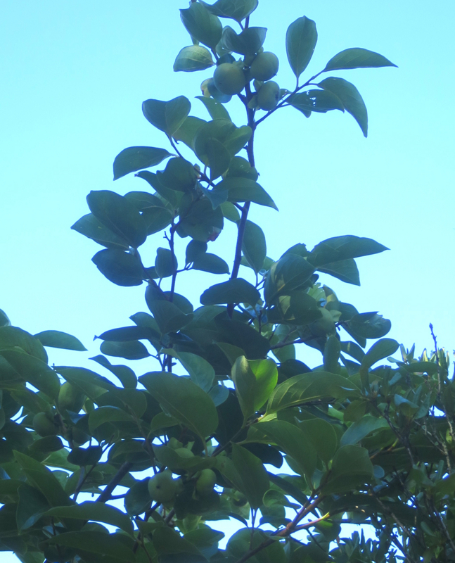 f:id:atarou:20170820065323j:image