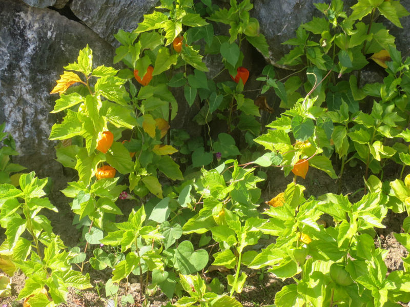 f:id:atarou:20170821070043j:image