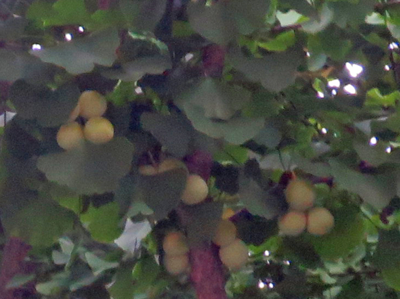 f:id:atarou:20170825071027j:image