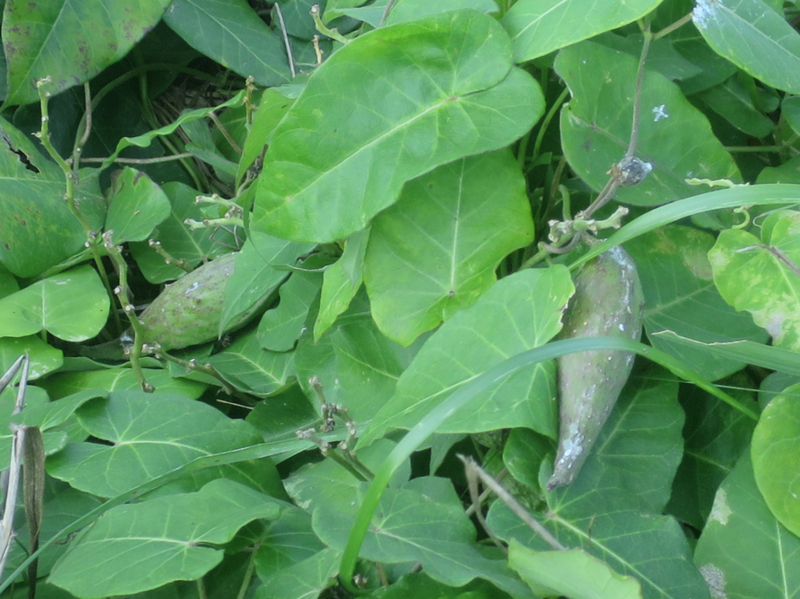 f:id:atarou:20170828065839j:image