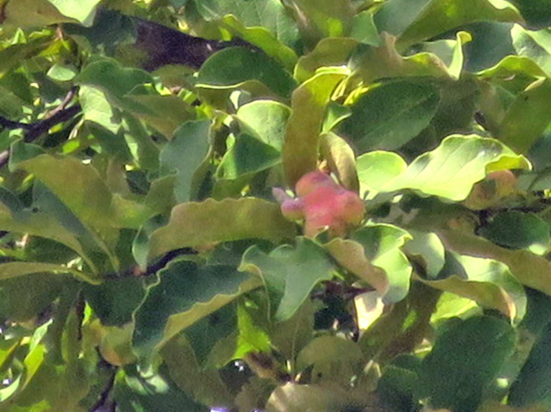 f:id:atarou:20170901063445j:image f:id:atarou:20170901063445j:image