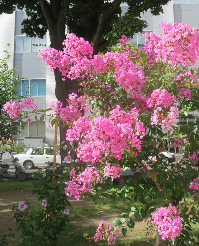 f:id:atarou:20170901063453j:image f:id:atarou:20170901063453j:image