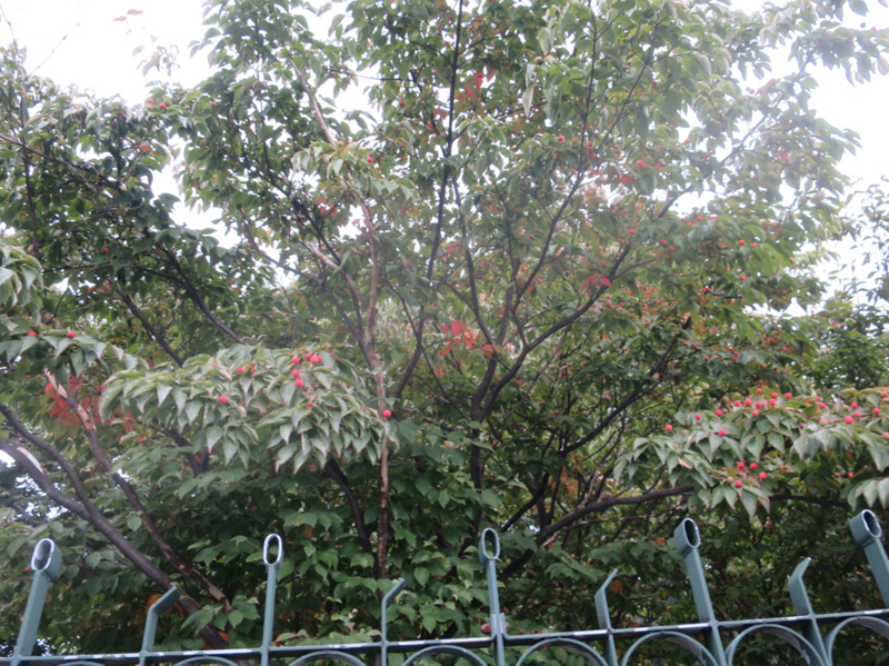 f:id:atarou:20170915071113j:image