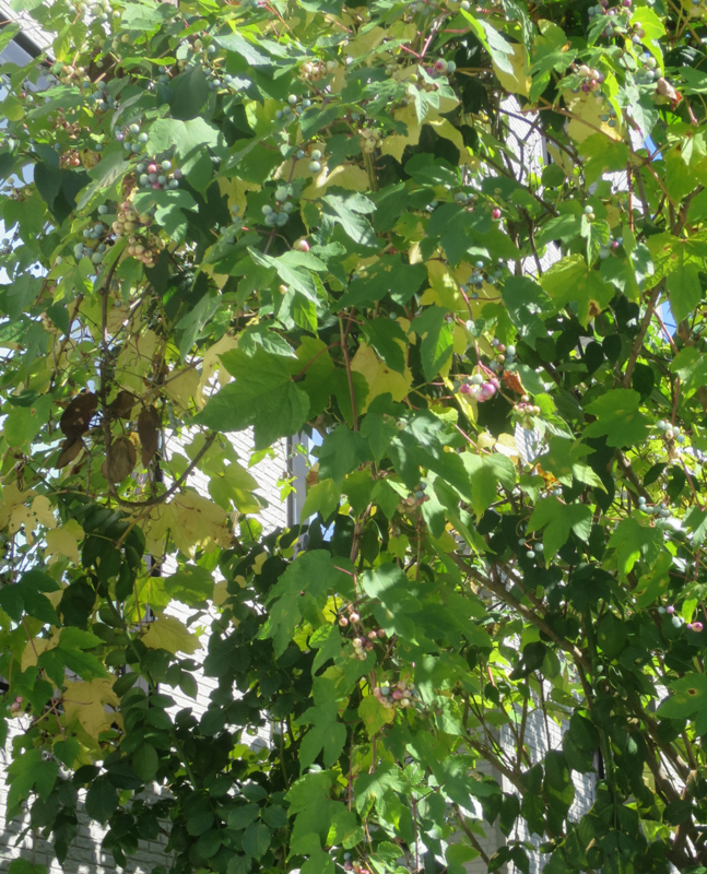 f:id:atarou:20170925065025j:image
