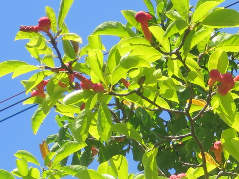 f:id:atarou:20170925070525j:image