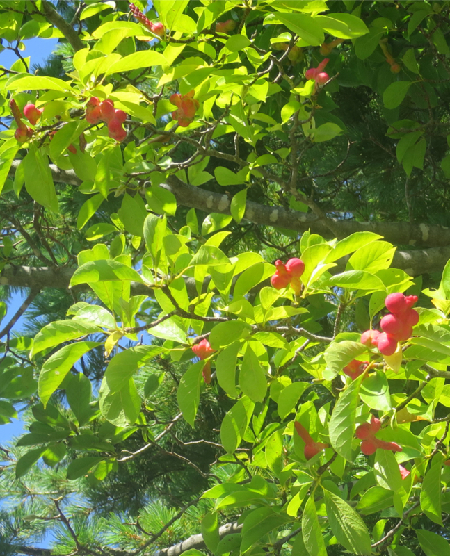 f:id:atarou:20170925070533j:image