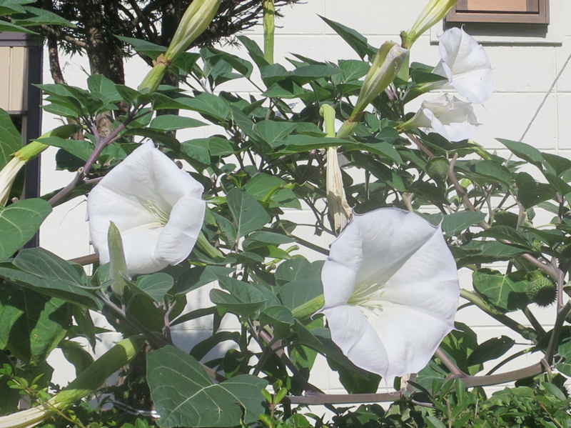 f:id:atarou:20170927065240j:image