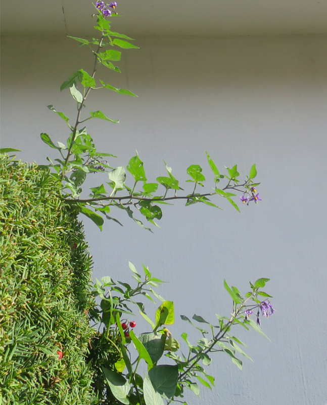 f:id:atarou:20170927071102j:image