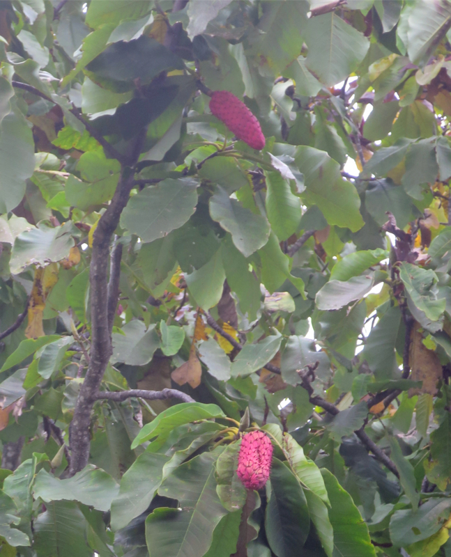 f:id:atarou:20170928063301j:image