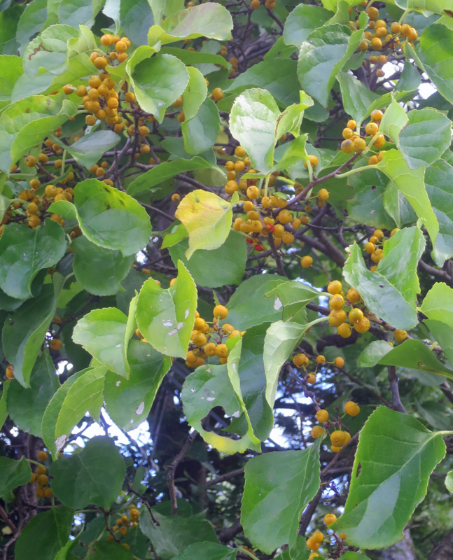 f:id:atarou:20170930071252j:image