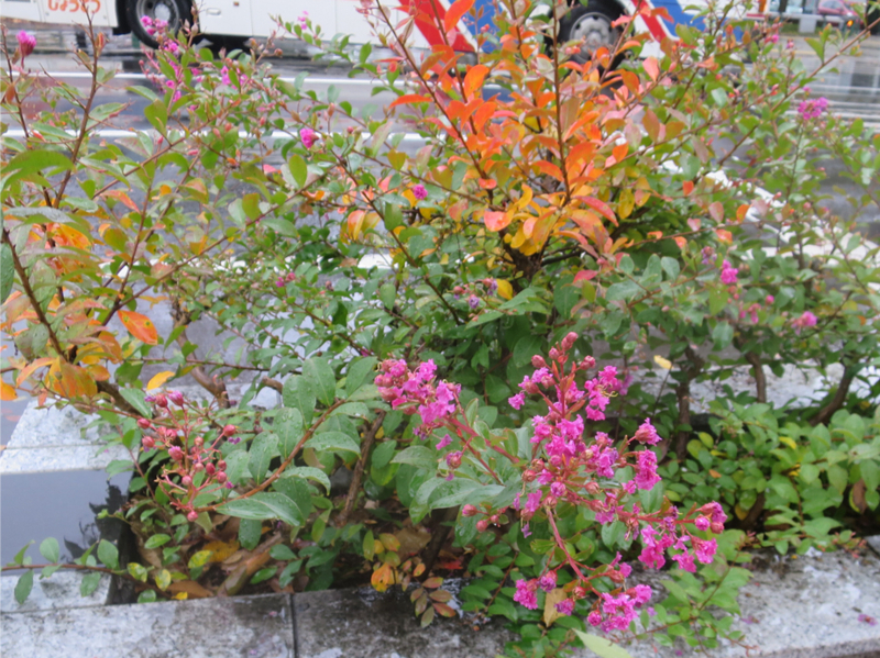 f:id:atarou:20171013063950j:image f:id:atarou:20171013063950j:image