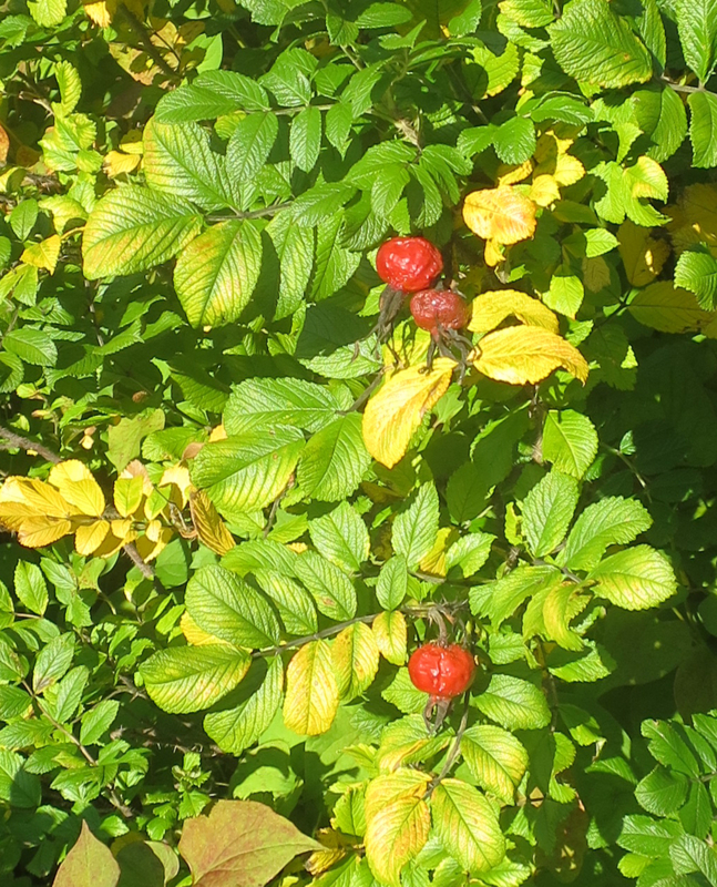 f:id:atarou:20171015064427j:image f:id:atarou:20171015064427j:image