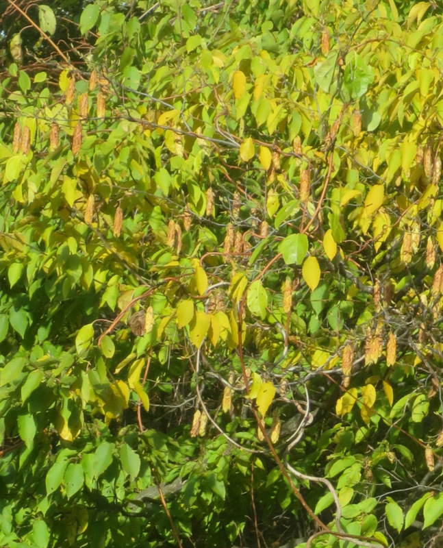 f:id:atarou:20171022064944j:image