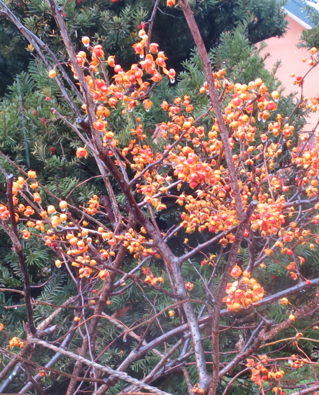 f:id:atarou:20171105065538j:image