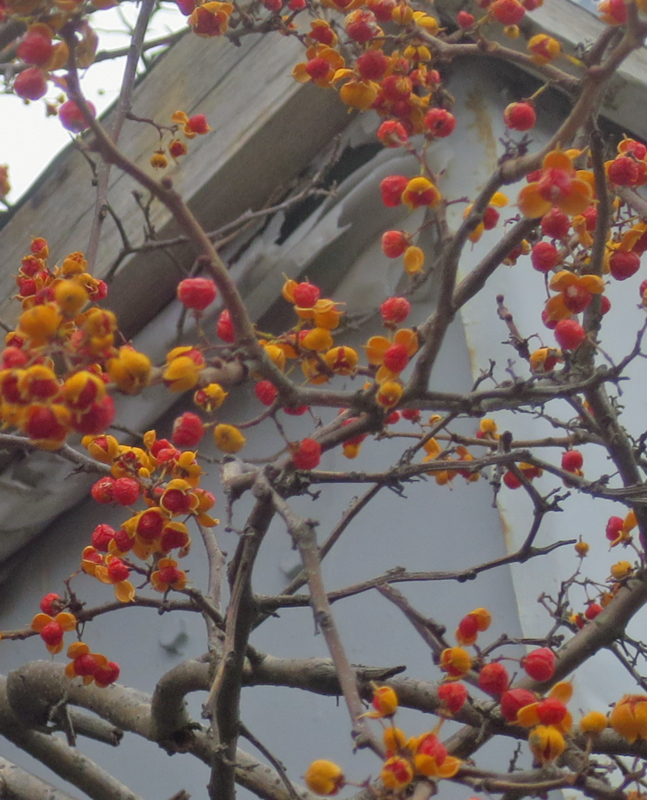 f:id:atarou:20171111071325j:image