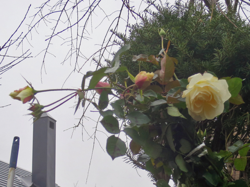 f:id:atarou:20171112064424j:image