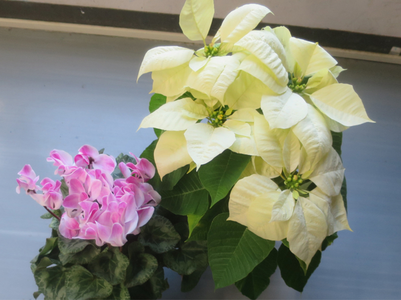 f:id:atarou:20171114072456j:image